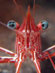 Hinge-back shrimp, Tulamben by Doug Anderson 